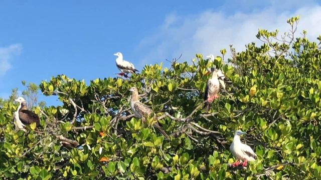 Птицы Альдабры смотреть онлайн