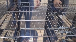 СКУМБРИЯ ХОЛОДНОГО КОПЧЕНИЯ - ДОМА. НАТУРПРОДУКТ! eng sub