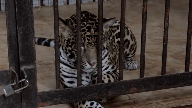 Самарский зоопарк (HD) смотреть онлайн