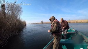 Весенний сазан на Нижней Волге требует особой прикормки