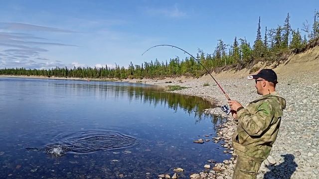 Наловили бочку хариуса! Коса счастья! Разделка и засолка рыбы. смотреть онлайн