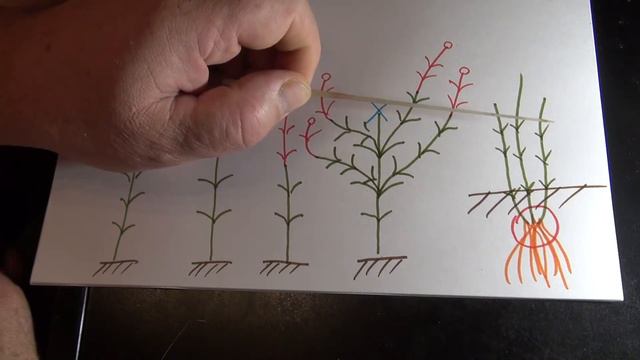 Клематисы. Морфология. Биологическое обновление. смотреть онлайн