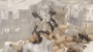 СЕНСАЦИЯ !!! У Lasius Niger личинка превратилась не в кокон , а в куколку !