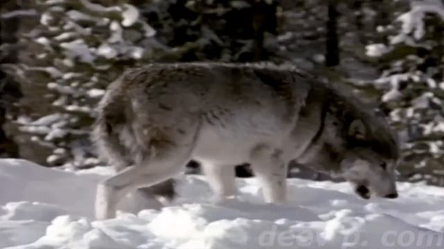 волки  севера смотреть онлайн