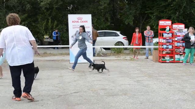 Саратов. монопородная выставка цвергшнауцеров. 2017 год смотреть онлайн