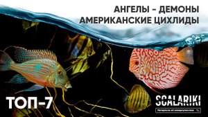 Такие разные американские цихлиды. Мой ТОП-7