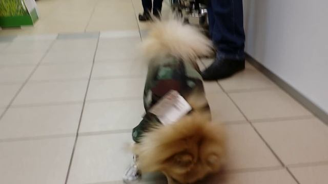 Шпиц в магазине. смотреть онлайн