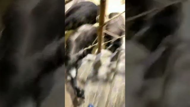 Алексей Безус и Милена Безбородова в сторис 29.11.2019. В контактном зоопарке.