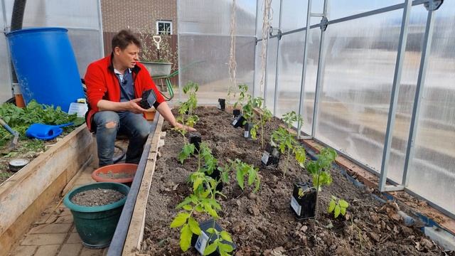 когда, как, чем и зачем мульчировать огород смотреть онлайн