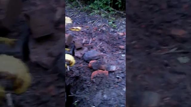 Посадка дуба на приусадебном участке от Barbara смотреть онлайн