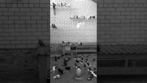 Голуби белая калитва