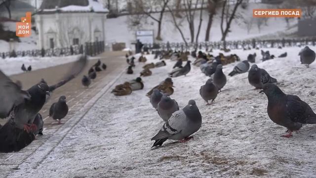 Сергиев Посад без мусора. Лайфхаки для продвинутых смотреть онлайн