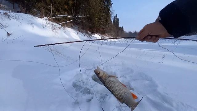 ДЕНЬ ВТОРОЙ. УЖЕ ОТЧАЯЛСЯ. НО ТУТ НАЧАЛОСЬ. РЫБАЛКА НА КОСЫНКИ. смотреть онлайн