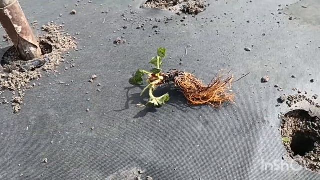 Сажаю фриго сорт Азия смотреть онлайн