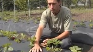 Как сделать дома агроволокно