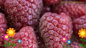 Малина обыкновенная. Краткий обзор, описание характеристик rubus daes Кримсон Найт