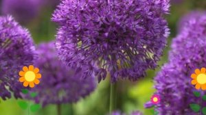 Лук Пепл Сенсейшн (Purple Sensation). Краткий обзор, описание характеристик, где купить луковицы