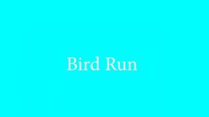 Top 5 Bird