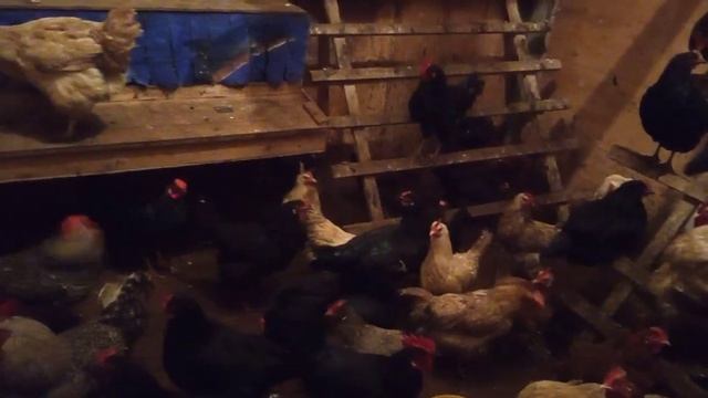 Зимний переезд курей из теплицы в новый курятник ? смотреть онлайн