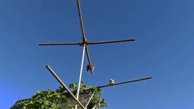 Голуби Персы в Городе Кентау ? смотреть онлайн