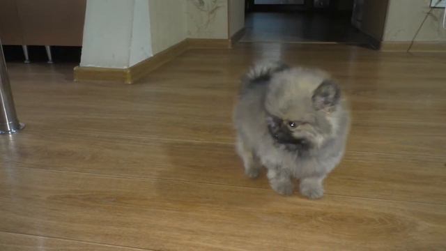 банный день у щенков смотреть онлайн