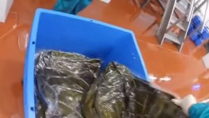 БУРЫЕ МОРСКИЕ ВОДОРОСЛИ-БЕСЦЕННЫЙ ИСТОЧНИК ЗДОРОВЬЯ.МОРСКАЯ КАПУСТА (ЛАМИНАРИЯ).