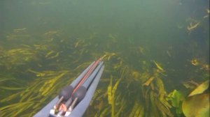 ПОДВОДНАЯ ОХОТА Большой тест двух ружей Salvimar VooDo 60 и Salvimar Metal Roller 75