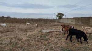 Козы и козлятина. А много ли мяса у коз ?