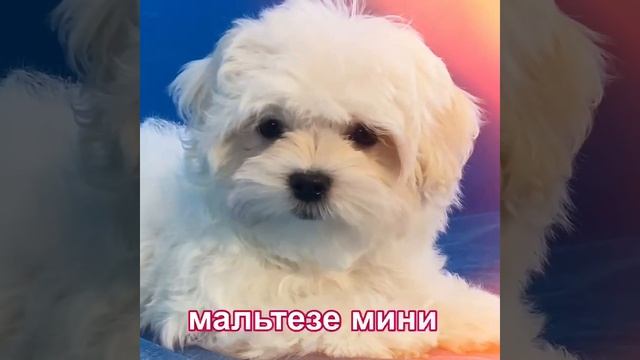 Мальтезе мини Baby-Face смотреть онлайн