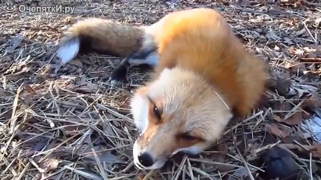 Игривая и добрая лиса смотреть онлайн