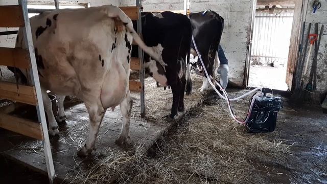 ОТЁЛ КОРОВЫ! ВЕСЬ ПРОЦЕСС! смотреть онлайн