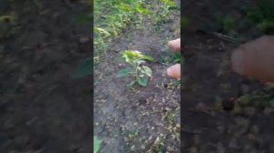 подкормка бором подсолнуха