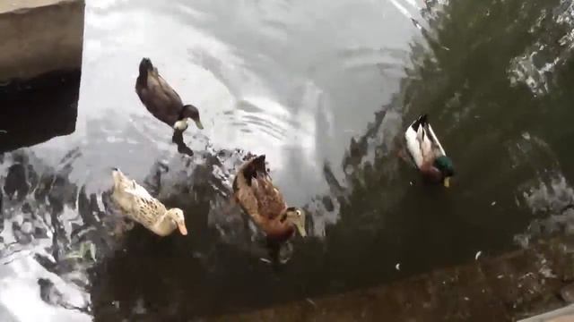 Снова утки смотреть онлайн