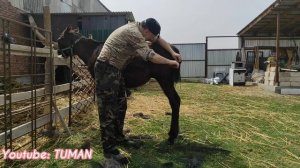 Как и чем Я постриг Гриву и хвост Жеребеноку.