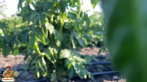 «Недостаток питательных веществ у томатов» Или что не хватает помидорам ?