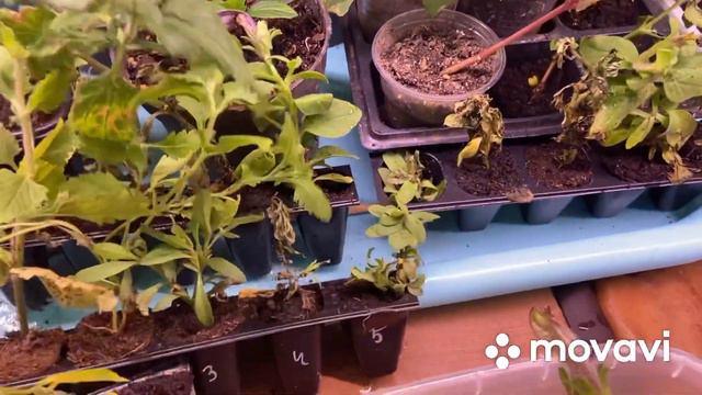 Боль и печаль от Вегетки НН. Обзор посылки. смотреть онлайн