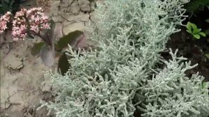 Сантолина сизая