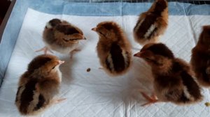 Ленинградская белая и вельзумер. Генофонд. Начало...