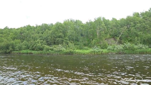 Печенга 2023 Сёмга и горбуша на спиннинг. Часть 1