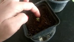 Укореняю герань/пеларгонию в воде!ЭКСПЕРИМЕНТ- Укореняем листья!