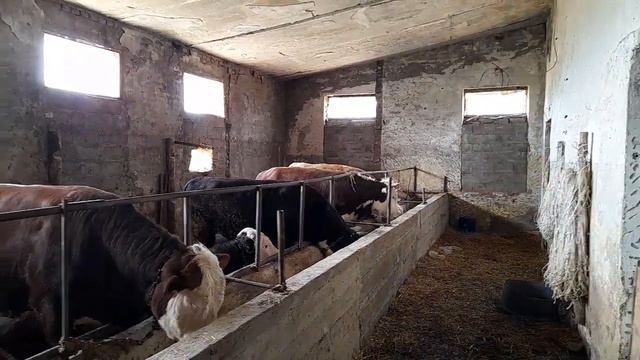 Поднимаем ферму с кален за накопленные средства