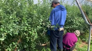 Англия: фермадағы бір күн. Клубника, голубика жинау. | Сбор клубники/голубики в Англии