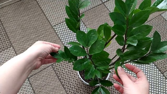 Замиокулькас уход в домашних условиях. ? Долларовое дерево