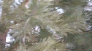 Наряжаю Елку во дворе!