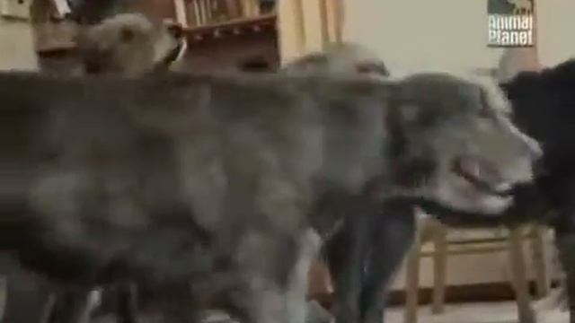 Ирландский волкодав. Zooplace.ru