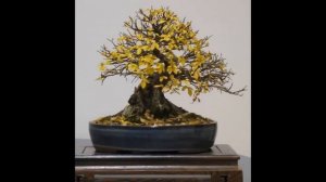 Chinese Maple Shohin