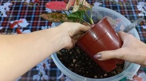 АГЛАОНЕМЫ?Сюрприз в горшке?Деление?Пересадка?Состав грунта?Сорт Пинк Валентин?Размножение?Излишки?