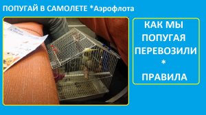 Как перевозить попугая в самолете см.описание. Аэрофлот разрешает перевозить птиц [2013г]
