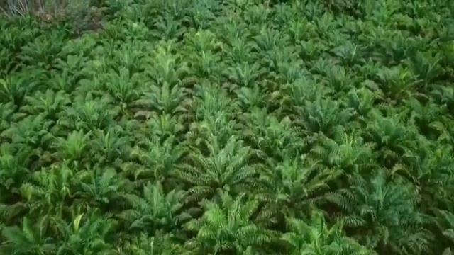 26.07.23 Важное сообщение от СЕМЬИ СВЕТА ( ГФС ).