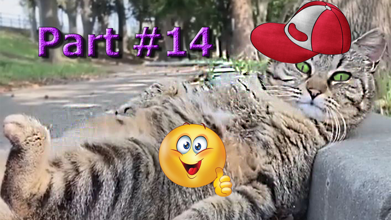 NEW лучшее. Подборка видео со смешными животными 2024. Part #14 #animals #cat #dog